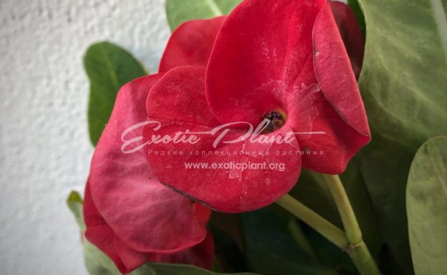 euphorbia Curly Red 12-25