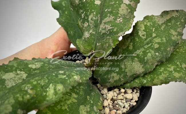 hoya undulata (long wave big dotted)#2 100