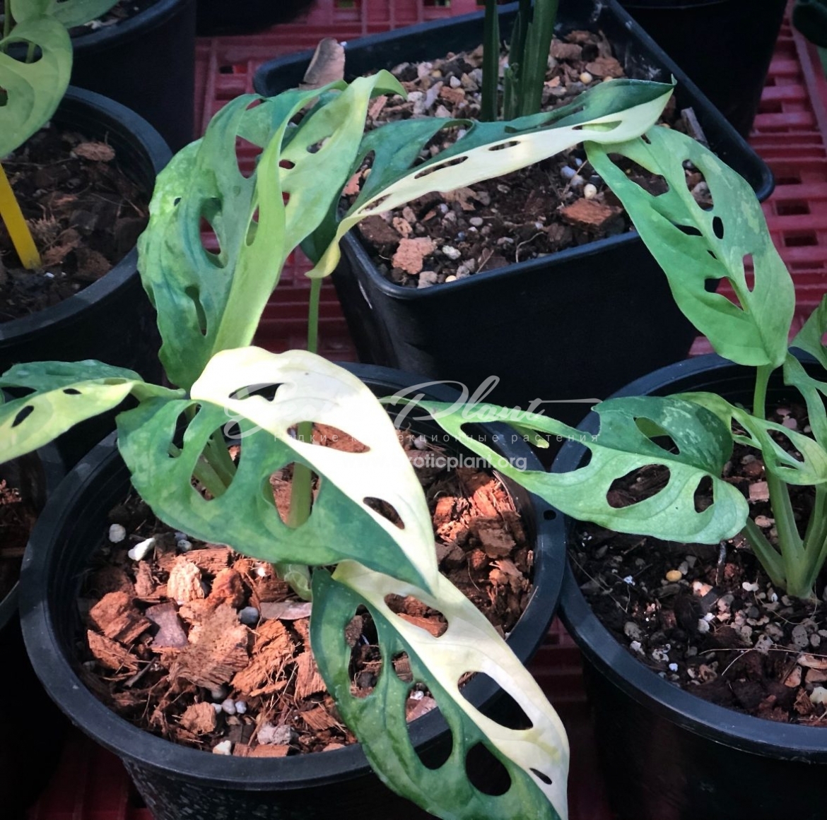 Monstera obliqua variegated – продаже предлагают растение 1-2 листа