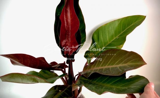 philodendron Super Red 60-80