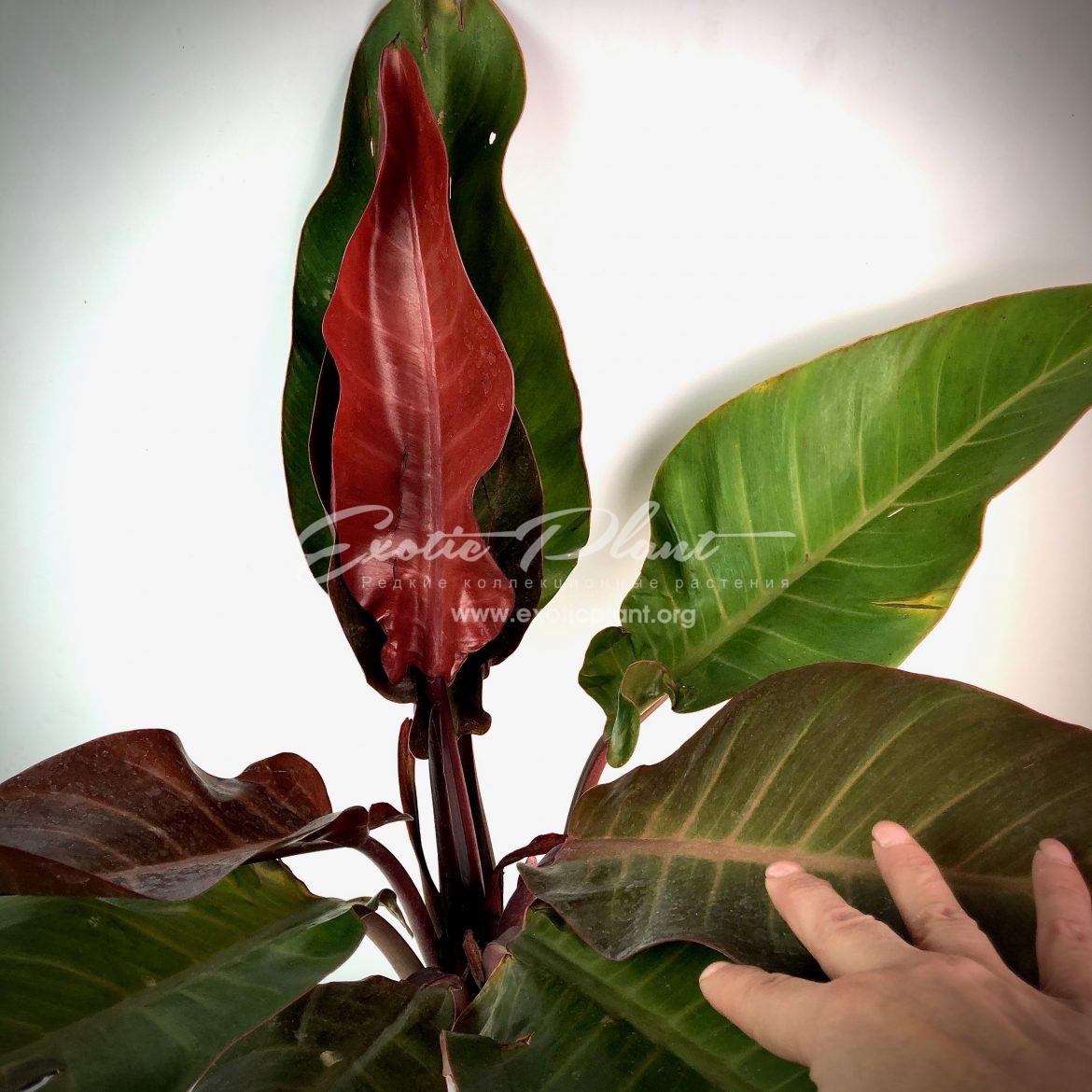 philodendron Super Red 80