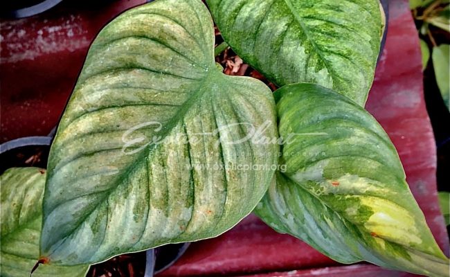 philodendron sodiroi variegated 250
