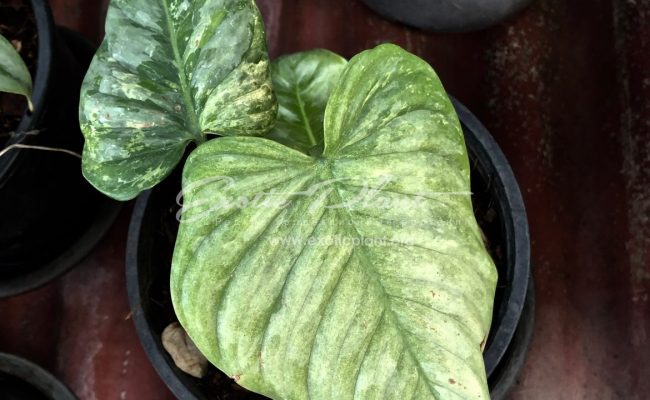 philodendron sodiroi variegated 250