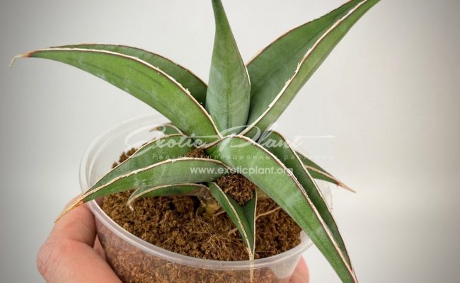 sansevieria 268 pinguicula «Longiflora» 35