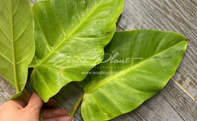Philodendron Jungle Fever variegated (T02) = philodendron Loa Spot variegated 60-80 #1