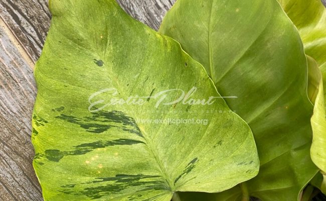 Philodendron Jungle Fever variegated (T02) = philodendron Loa Spot variegated 60-80