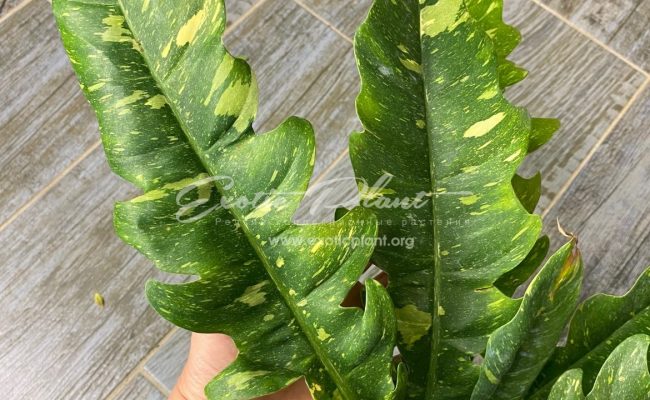 Philodendron Ring of Fire 50