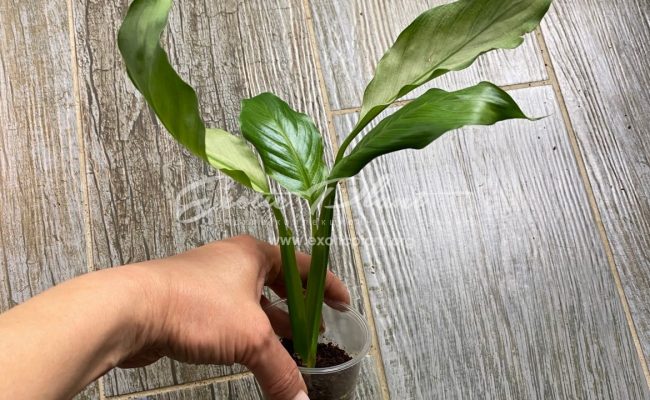 Spathiphyllum blandum ‘Spilt Milk’ narrow leave clone 25