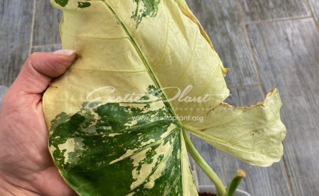 alocasia sp 50