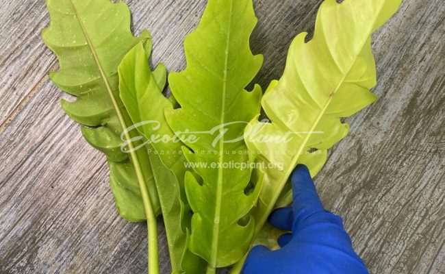 philodendron Golden Dragon 80-100