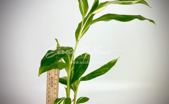 Alpinia vittata variegated 1200