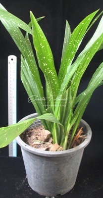 Aspidistra sp (T14)(flat leaf)