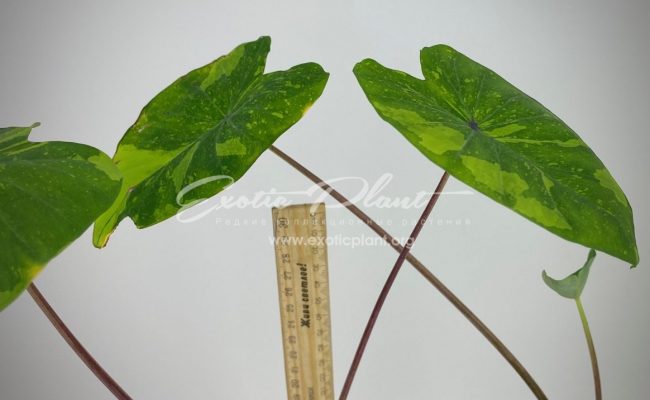 Colocasia esculenta variegata 35 = Colocasia sp.(T01) variegated 35