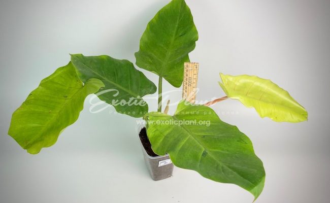 Philodendron Jungle Fever variegated (T02) = philodendron Loa Spot variegated#1 80