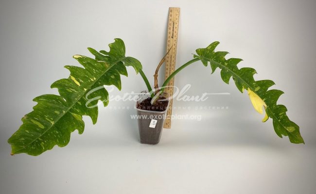 Philodendron Ring of Fire#2 50