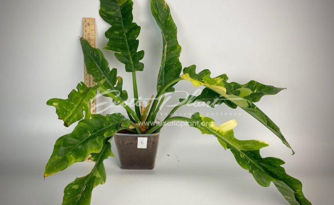 Philodendron Ring of Fire#5 50