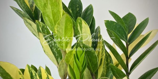 Zamioculcas zamifolia variegated (short leaf)