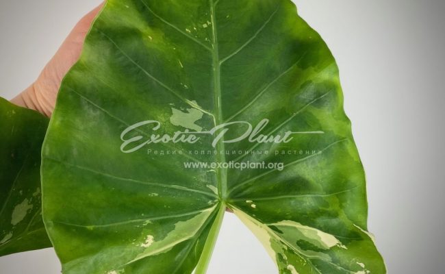 alocasia sp variegated 50