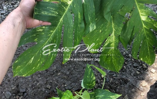 Monstera sp undetermined yellow variegated 35-100