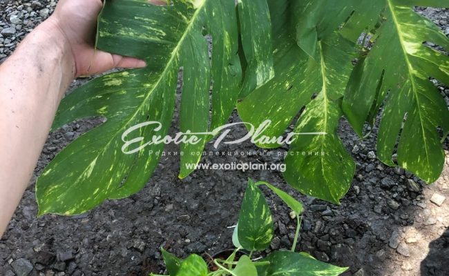 monstera-sp-undetermined-yellow-variegated-35-100