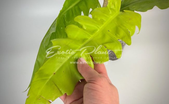 philodendron Golden Dragon#1 80-100