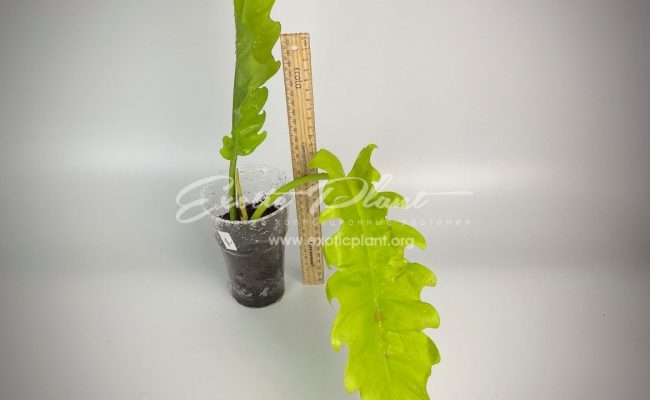 philodendron Golden Dragon#2 80-100