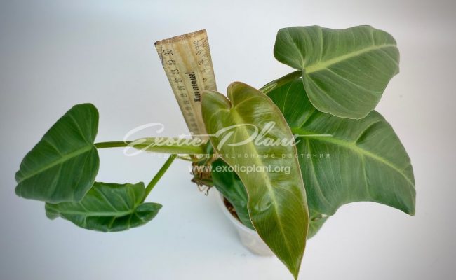 philodendron sp Giant Leaves syn Philodendron maximum 100