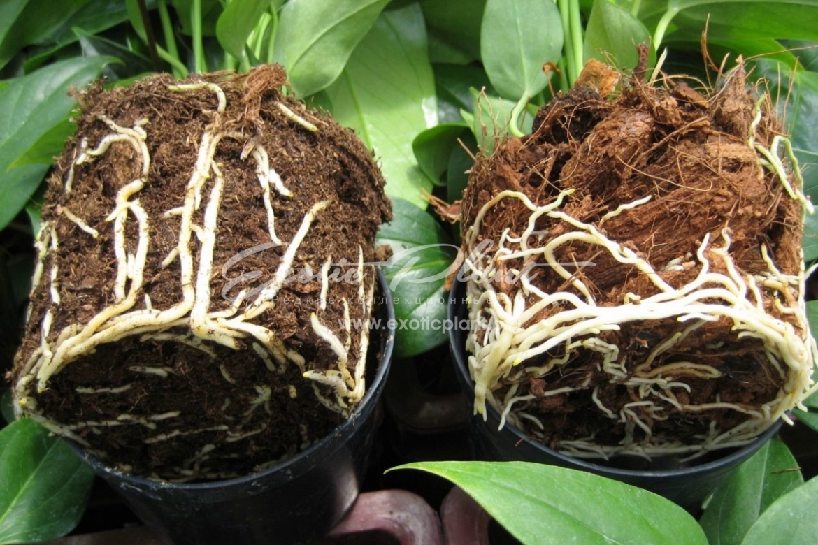 Развенчиваем мифы. Миф 4. При посадке растения на дне горшка необходимо делать дренажный слой, чтобы отвести излишнюю воду от корней.