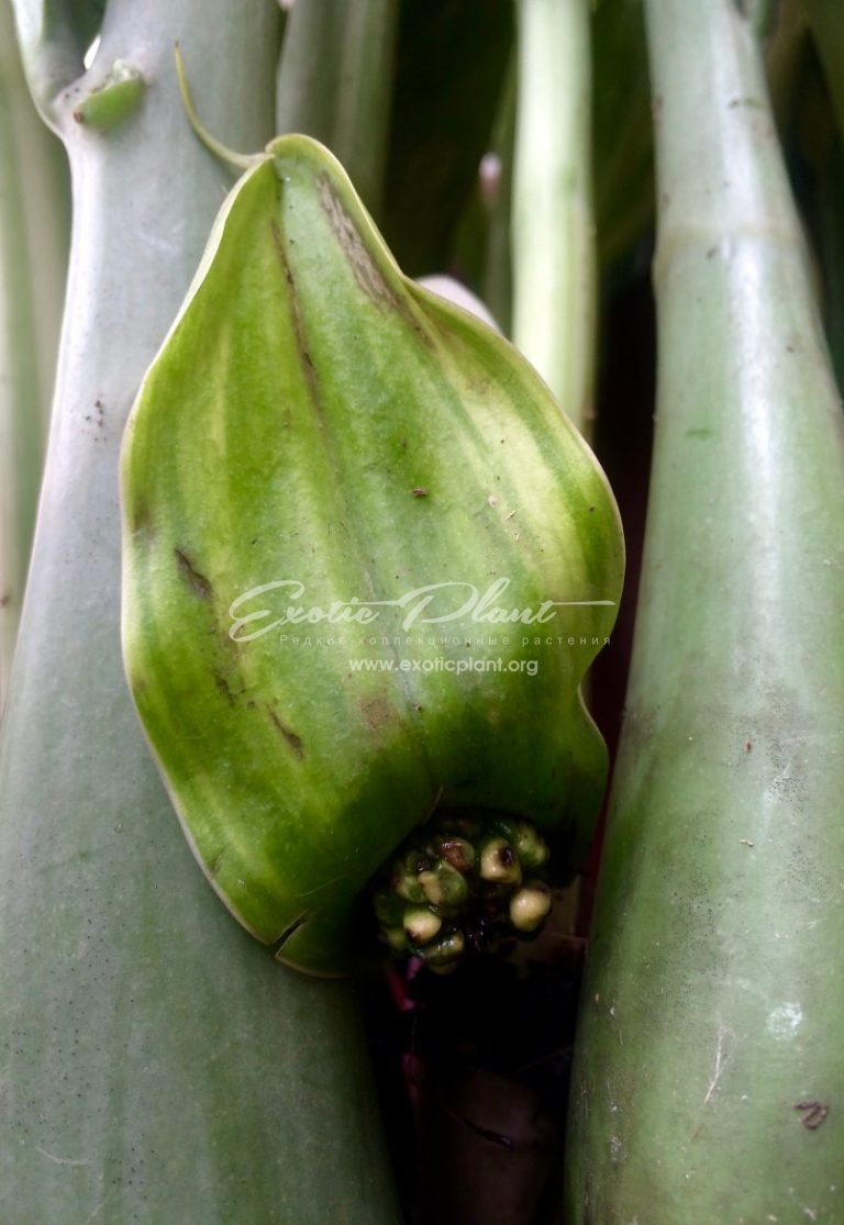 Замиокулькас (Zamioculcas zamiifolia) | EXOTIC PLANT Редкие ...