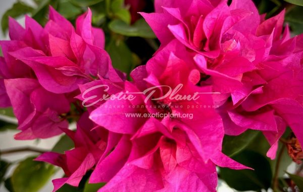 bougenvillea Double  Purple 16