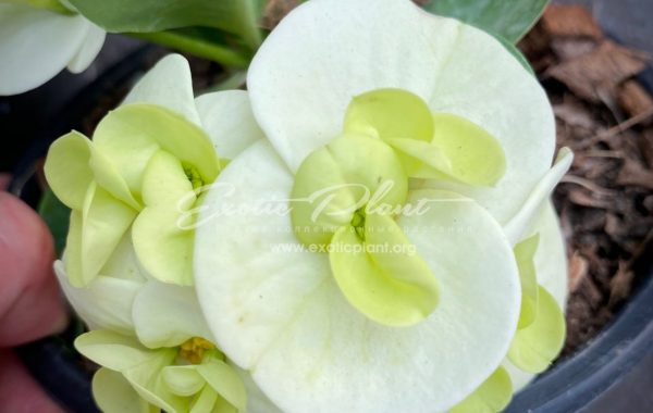 euphorbia millii Jade Paradise / эуфорбия миля Джейд Пэредайз 12-25