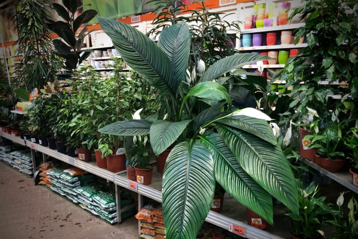 Развенчиваем мифы. Миф 2. Все купленные в магазине растения необходимо обязательно пересаживать, по возможности убирая весь магазинный грунт, потому что в нем ничего не растет.