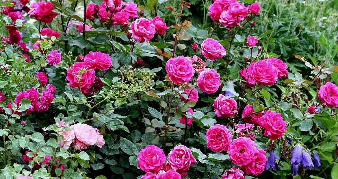 Розы, практическая классификация для садоводов