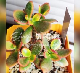 Японские и корейские вариететы крассулы овата