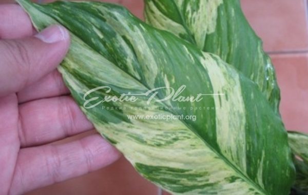 Spathiphyllum (T02) variegated = Mauna Loa variegated / спатифиллум (Т02) вариегатный = Мануа Лоа вариегатный