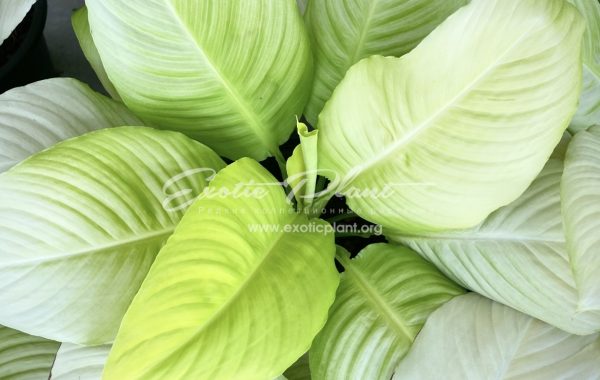 spathiphyllum Deli Chakapat Thong