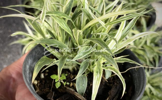 Spathiphyllum sp mini variegated 35