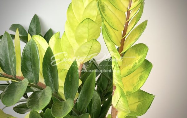 Zamioculcas cv Golden Crowned Emerald / Замиокулькас “Голден Кроунед Эмеральд, Изумруд, украшенный золотой короной 25-75-200