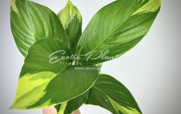 spathiphyllum Sensation Golden Edged ex Singapore  / спатифиллум Сенсейшн (Сенсация) Голден Эдж (Золотая Каемка), Сингапур 200-300