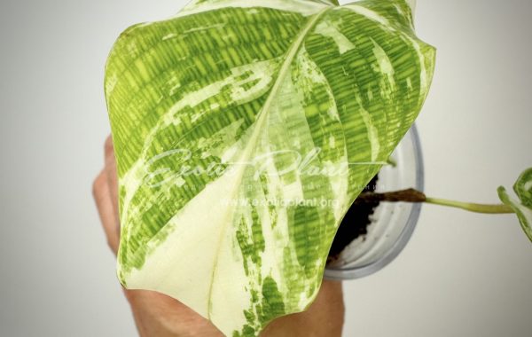 Calathea musaica variegated 100