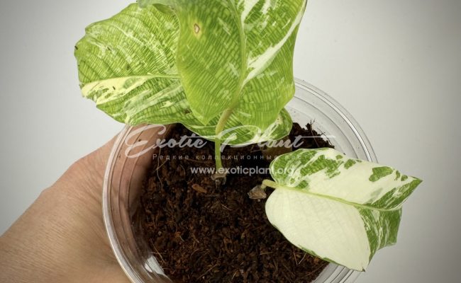 Calathea musaica variegated 100