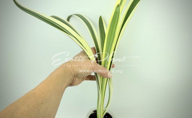 Hymenocallis littoralis variegated