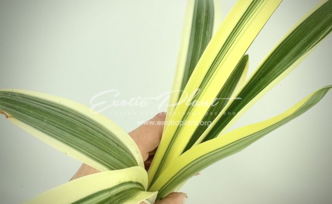 Hymenocallis littoralis variegated