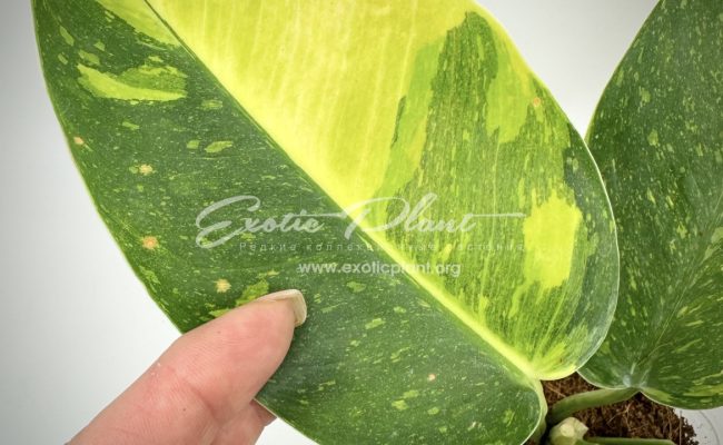 Philodendron Congo Green Marble