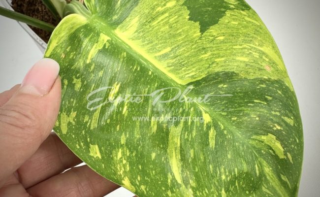 Philodendron Congo Green Marble