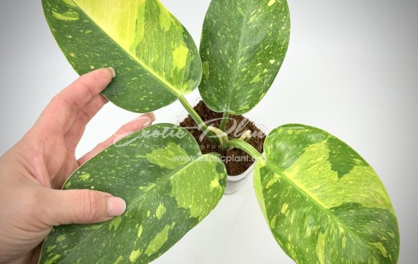 Philodendron Congo Green Marble