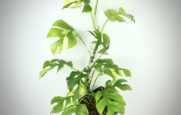 Rhaphidophora tetrasperma variegated (Monstera mini)