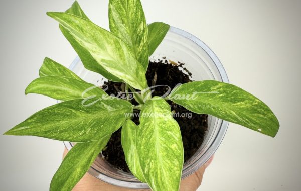 Spathiphyllum floribundum Mini variegated