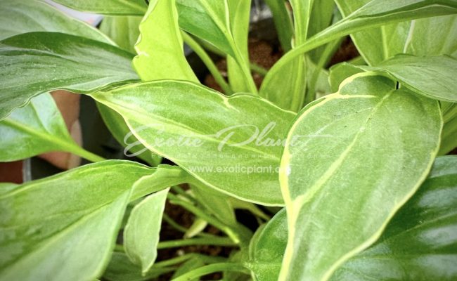 Spathiphyllum hybrid ex Indonesia