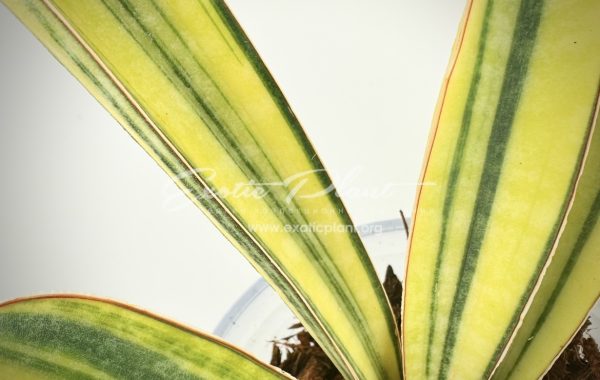 sansevieria hallii Baseball Bat variegated 80